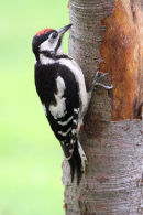 08-4579 Great Spotted Woodpecker Dendrocopos major